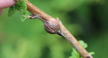Jak se vypořádat s žlučníkem na malinách, lidovými metodami a chemikáliemi